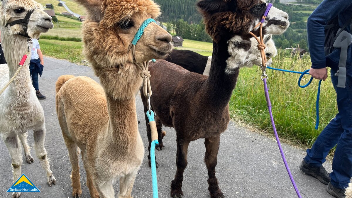 Genießt die Ruhe und Gelassenheit der Alpakas bei einer Wanderung in SFL | © Serfaus-Fiss-Ladis Marketing GmbH