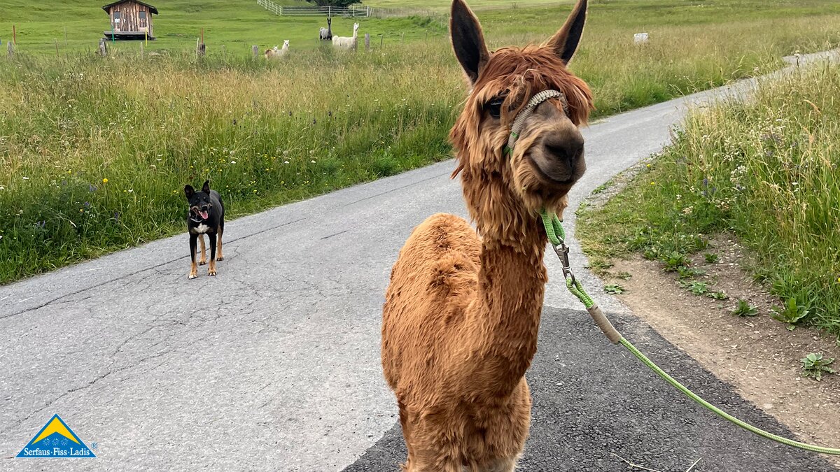 Entspannung und Spaß für Jung und Alt bei einer Wanderung mit Alpakas in den Tiroler Bergen | © Serfaus-Fiss-Ladis Marketing GmbH