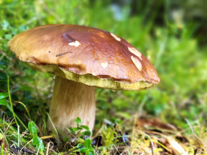 Entdecke die vielfältige Pilzwelt in Serfaus-Fiss-Ladis Tirol Österreich | © Serfaus-Fiss-Ladis Marketing GmbH | Andreas Kirschner