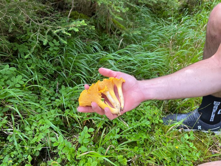 Pfifferlinge werden in Tirol auch Eierschwammerln genannt | © Serfaus-Fiss-Ladis Marketing GmbH