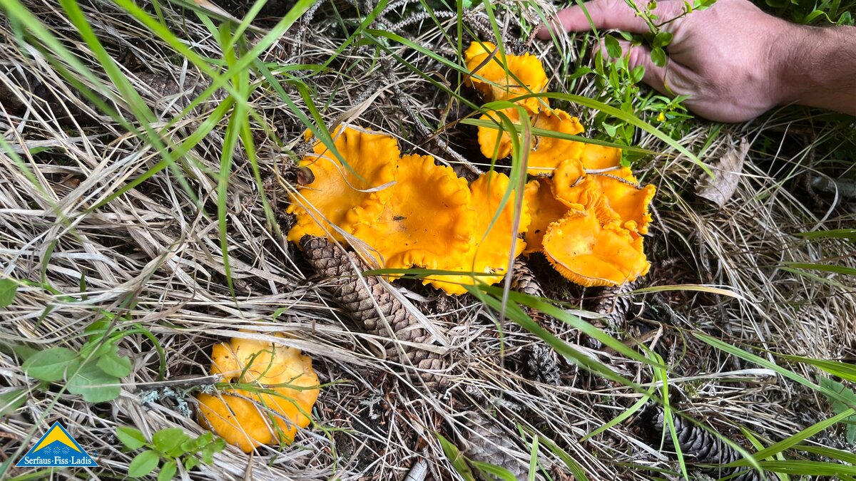 Gelbe Eierschwammerln färben die Wälder ein | © Serfaus-Fiss-Ladis Marketing GmbH