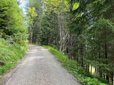 Ein Forstweg in Serfaus-Fiss-Ladis ist perfekt für eine Fahrradtour | © Serfaus-Fiss-Ladis Marketing GmbH