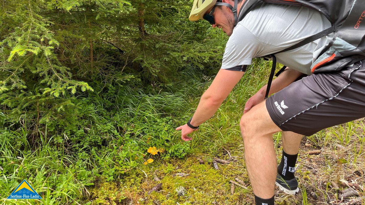 Pfifferlinge in Serfaus-Fiss-Ladis | © Serfaus-Fiss-Ladis Marketing GmbH