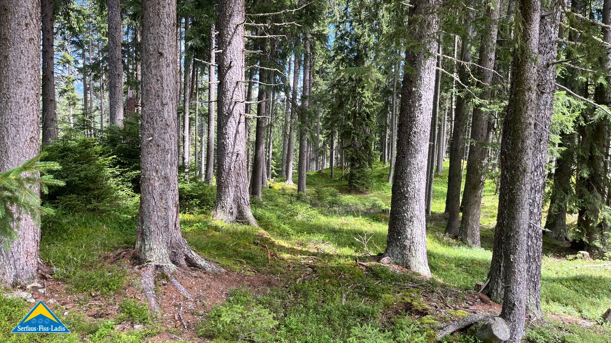 Entspannung beim Pilze sammeln in Tirol | © Serfaus-Fiss-Ladis Marketing GmbH
