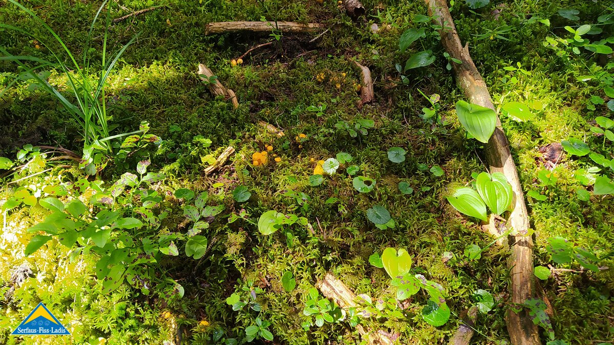 Eierschwammerl im Wald gesucht und gefunden | © Serfaus-Fiss-Ladis Marketing GmbH