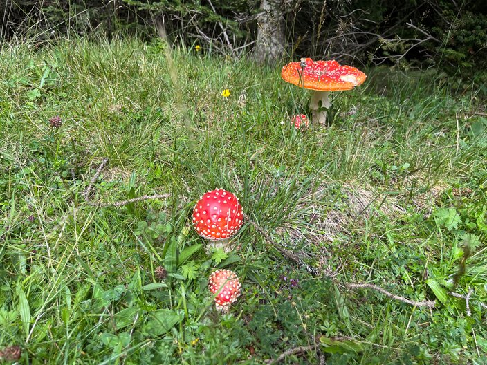 Der Fliegenpilz ist ein Giftpilz und wächst fast überall | © Serfaus-Fiss-Ladis Marketing GmbH