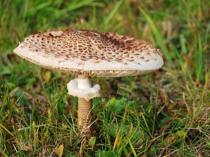 Der Parasol ist ein essbarer Pilz | © pixabay