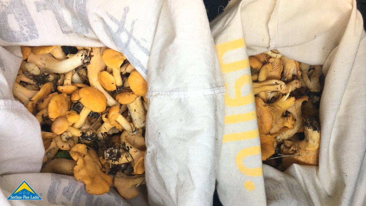 Gefundene Pilze sollen in einer Stofftasche gelagert werden | © Serfaus-Fiss-Ladis Marketing GmbH