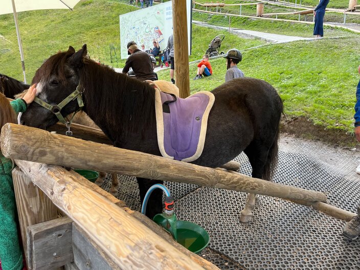 Ponys sind auf der Möseralm in Fiss zu finden | © Serfaus-Fiss-Ladis Marketing GmbH