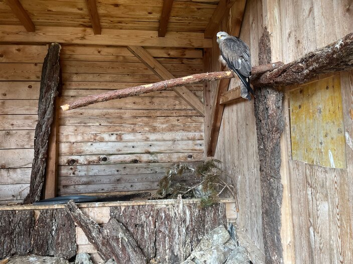 Schutz und Rettung für heimische Vögel in den Tiroler Bergen bei der Greifvogelstation in der Frommes Alp in Tirol | © Serfaus-Fiss-Ladis Marketing GmbH