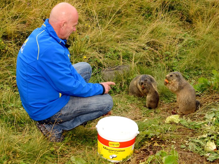Murmeltierfütterung im Murmliwasser in Serfaus-Fiss-Ladis in Tirol Österreich | © Seilbahn Komperdell GmbH