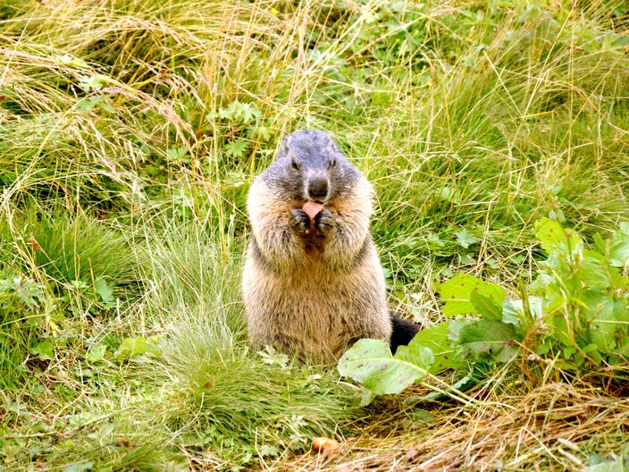 Ein Murmeltier beim Fressen in Serfaus-Fiss-Ladis | © Seilbahn Komperdell GmbH