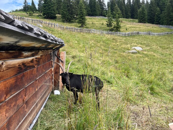 Ein Ziegenbock im Murmliwasser in der Tiroler Familien Ferien Region Serfaus Fiss Ladis in Österreich | © Serfaus-Fiss-Ladis Marketing GmbH