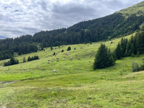Kühe genießen den Sommer auf der Almwiese in Serfaus-Fiss-Ladis | © Serfaus-Fiss-Ladis Marketing GmbH