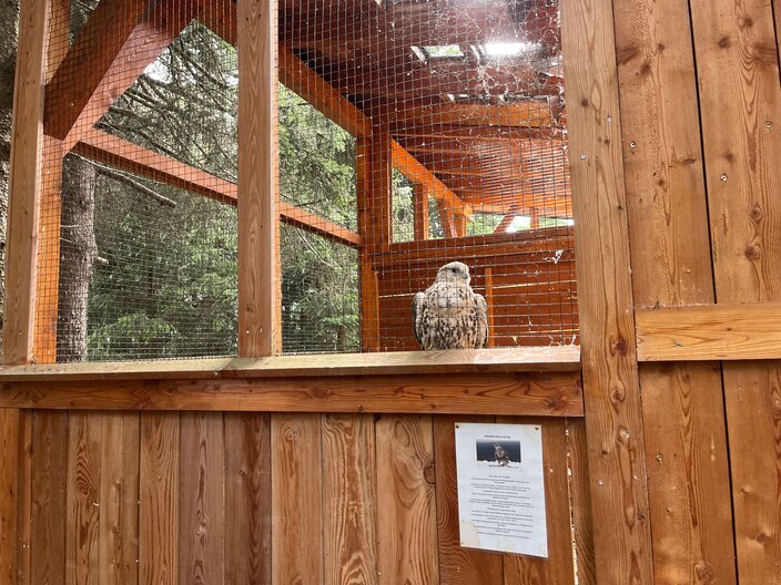 Pflege und Rückführung in die Wildnis von heimischen Greifvögeln in Serfaus-Fiss-Ladis | © Serfaus-Fiss-Ladis Marketing GmbH