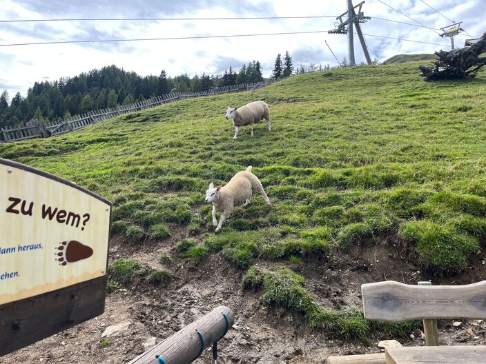 Auf der Möseralm in Fiss gibt es zahlreiche Tiere zu bestaunen | © Serfaus-Fiss-Ladis Marketing GmbH