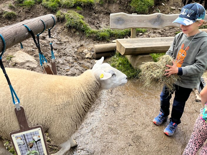 Flauschige Schafe befinden sich auf Sommerfrische auf der Möseralm in Fiss | © Serfaus-Fiss-Ladis Marketing GmbH