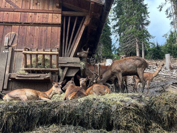 Das Rotwildgehege bei der Frommes Alp in Serfaus-Fiss-Ladis Tirol | © Serfaus-Fiss-Ladis Marketing GmbH