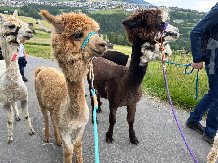 Schöne Landschaft, friedliche Alpakas in den Bergen von Serfaus-Fiss-Ladis in Tirol | © Serfaus-Fiss-Ladis Marketing GmbH