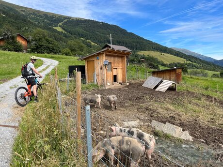Schweine in der Landschaft von Serfaus-Fiss-Ladis in Tirol Österreich | © Serfaus-Fiss-Ladis Marketing GmbH