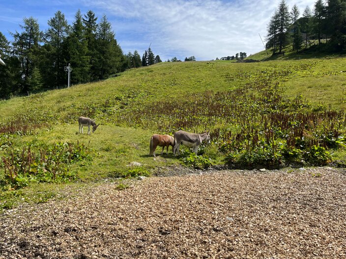 Esel zum Streicheln auf der Schöngampalm in Serfaus Fiss Ladis Tirol | © Serfaus-Fiss-Ladis Marketing GmbH