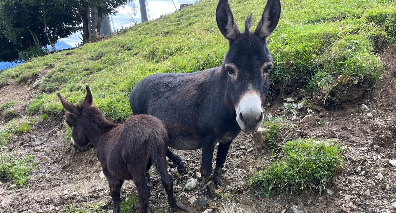 Esel sind auch in der Bergwelt von Serfaus-Fiss-Ladis in Tirol beheimatet | © Serfaus-Fiss-Ladis Marketing GmbH