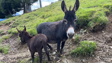 Esel sind auch in der Bergwelt von Serfaus-Fiss-Ladis in Tirol beheimatet | © Serfaus-Fiss-Ladis Marketing GmbH