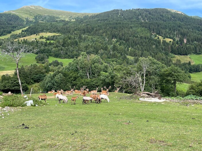 In Ladis gibt es im Rotwildgehege zahlreiche Wildtiere zu bestaunen | © Serfaus-Fiss-Ladis Marketing GmbH