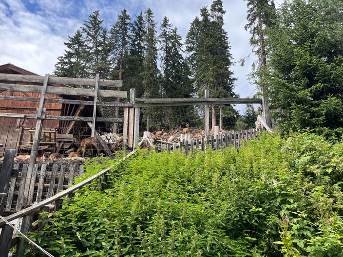 Besuch bei heimischen Wildtieren im Wildtiergehege in Serfaus-Fiss-Ladis in Tirol | © Serfaus-Fiss-Ladis Marketing GmbH