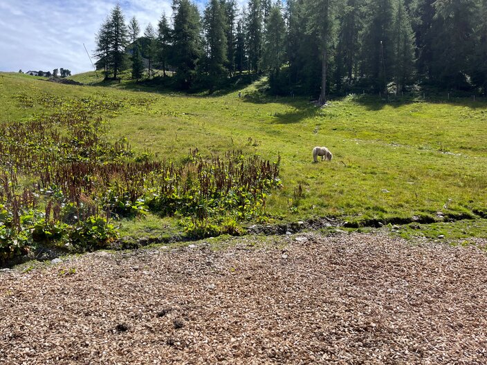 Tiere können bei der Schöngampalm hautnah erlebet und beobachtet werden | © Serfaus-Fiss-Ladis Marketing GmbH