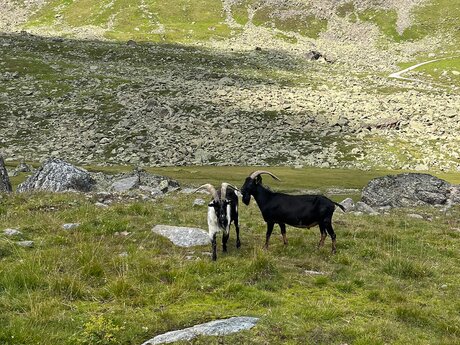 Ziegen begegnet man in der freien Wildbahn von Serfaus-Fiss-Ladis | © Serfaus-Fiss-Ladis Marketing GmbH