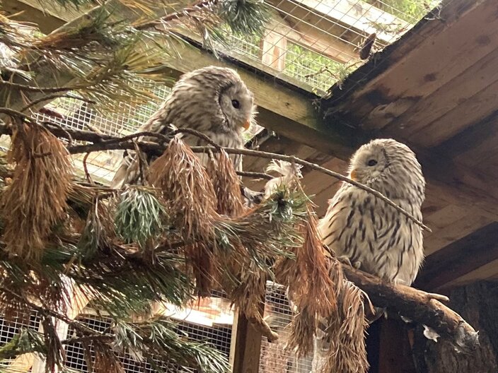 Uhu im Greifvogelgehege bei der Frommes Alp in Serfaus-Fiss-Ladis in Tirol Österreich | © Serfaus-Fiss-Ladis Marketing GmbH