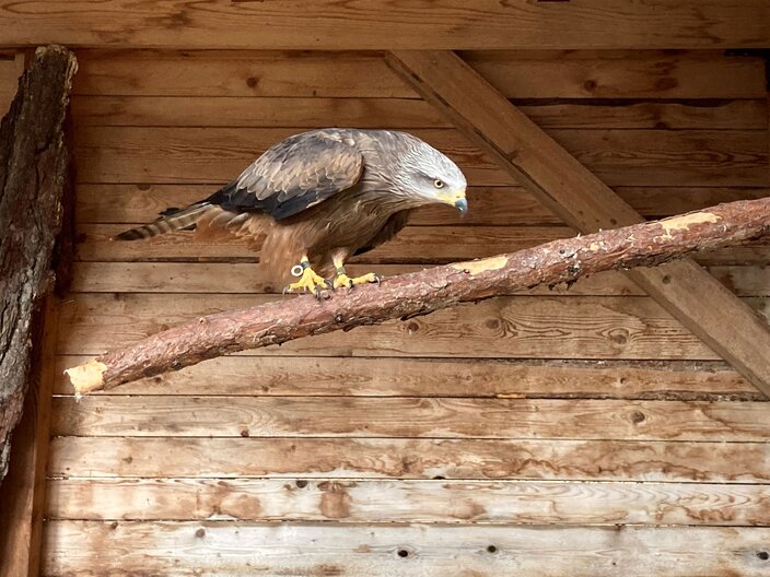 Ein Zufluchtsort für verletzte und hilfsbedürftige Vögel ist die Greifvogelstation bei der Frommes Alp in Serfaus-Fiss-Ladis | © Serfaus-Fiss-Ladis Marketing GmbH
