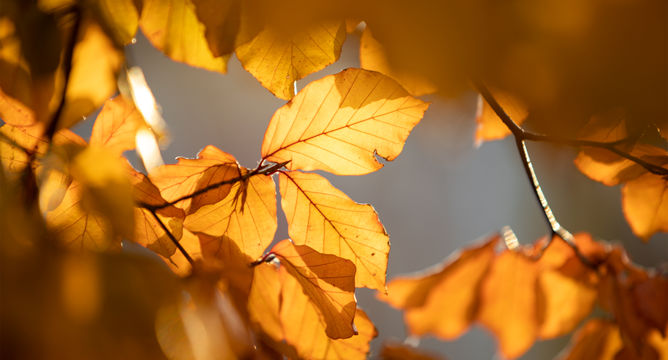 Herbst in Serfaus-Fiss-Ladis | © Serfaus-Fiss-Ladis Marketing GmbH | Andreas Kirschner