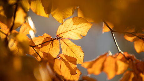 Herbst in Serfaus-Fiss-Ladis | © Serfaus-Fiss-Ladis Marketing GmbH | Andreas Kirschner