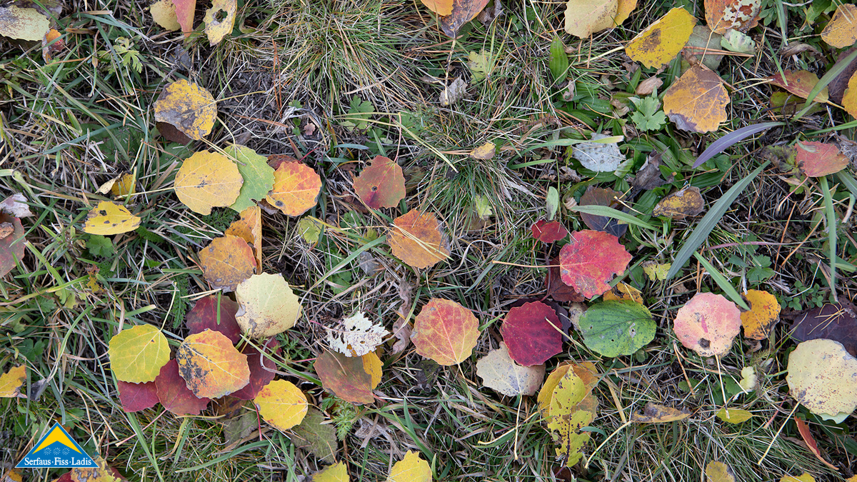 Ein Spaziergang durch den herbstlichen Wald in Serfaus-Fiss-Ladis | © Serfaus-Fiss-Ladis Marketing GmbH | Andreas Kirschner