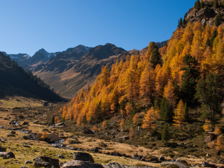 Wandern in den bunt gefärbten Wäldern in Serfaus-Fiss-Ladis in Tirol Österreich | © Serfaus-Fiss-Ladis Marketing GmbH | Andreas Kirschner