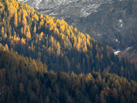 Sonne lässt die Baumkronen leuchten in Tirol Serfaus-Fiss-Ladis | © Serfaus-Fiss-Ladis Marketing GmbH | Andreas Kirschner