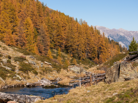 Wälder in voller Farben in Serfaus-Fiss-Ladis | © Serfaus-Fiss-Ladis Marketing GmbH | Andreas Kirschner