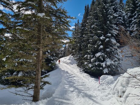 Ein idyllischer Wald bietet den Weg beim Panorama Genussweg in Serfaus Fiss Ladis Tirol Österreich | © Serfaus-Fiss-Ladis Marketing GmbH