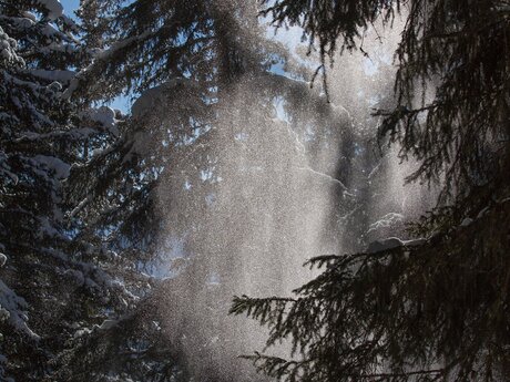 Schnee fällt von einem Baum beim Winterwandern in Serfaus Fiss Ladis | © Serfaus-Fiss-Ladis Marketing GmbH| Andreas Kirschner