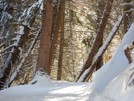 Verschneiter Winterwanderweg im Wald in Serfaus Fiss Ladis | © Serfaus-Fiss-Ladis Marketing GmbH | Andreas Kirschner