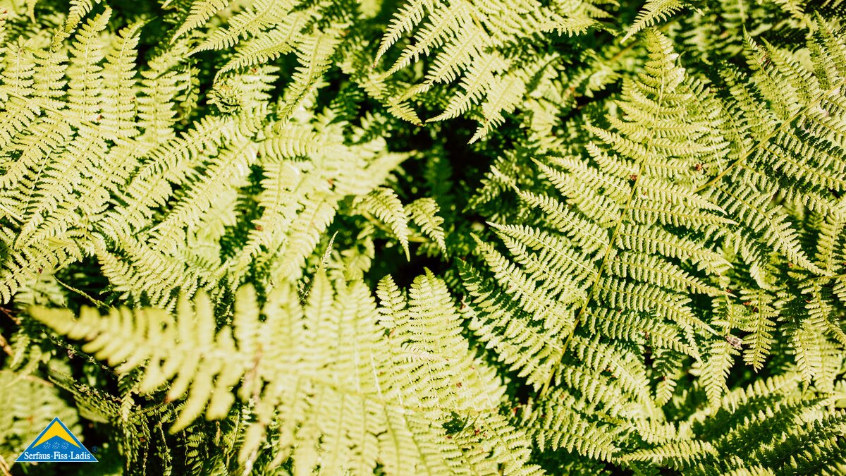 Grüne Wälder in SFL | © Serfaus-Fiss-Ladis Marketing GmbH | Rene Raggl