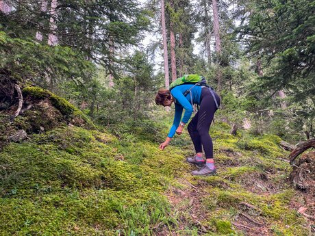 Wer mit wachem Blick wandert, entdeckt immer wieder Pilze am Wegrand. | © Serfaus-Fiss-Ladis Marketing GmbH