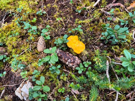 Ein kleiner Schatz im Wald von Serfaus-fiss-Ladis | © Serfaus-Fiss-Ladis Marketing GmbH