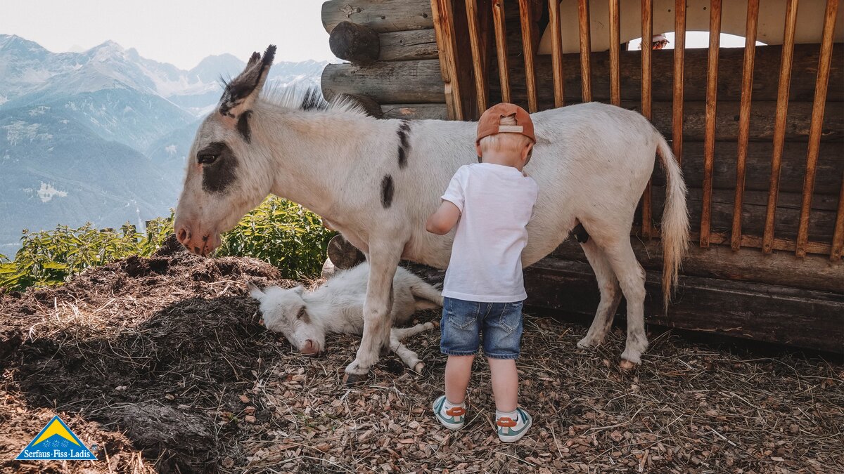 Eselfamilie in Tirol | © Nina Leis_Reiseblog Good Morning World
