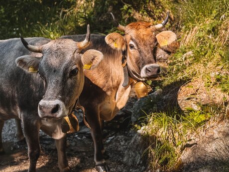 Kühe in Serfaus-Fiss-Ladis | © Nina Leis_Reiseblog Good Morning World