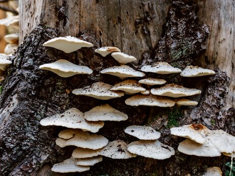 Baumschwaemme | © Serfaus-Fiss-Ladis Marketing GmbH | Rene Raggl