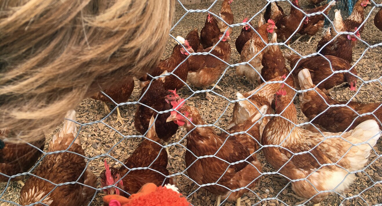 Die Hühner am Fisser Bauernhof wurden vom Kinderclub besucht | © Serfaus-Fiss-Ladis