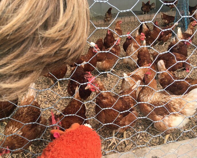 Die Hühner am Fisser Bauernhof wurden vom Kinderclub besucht | © Serfaus-Fiss-Ladis